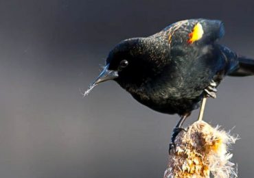 Birds' genetic secrets revealed in global DNA study