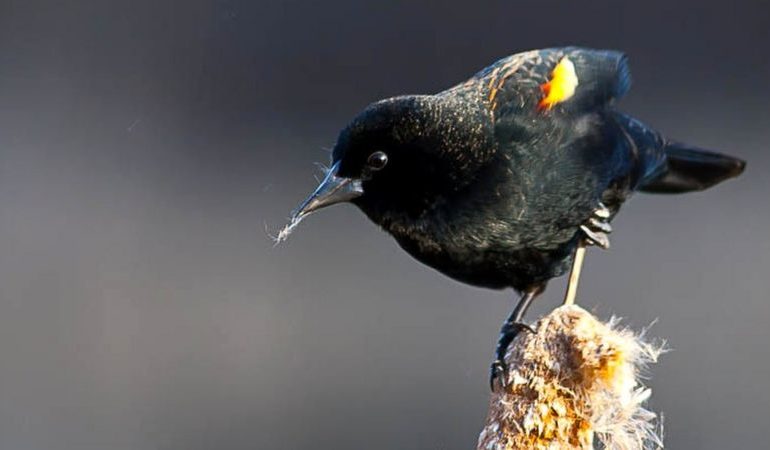 Birds' genetic secrets revealed in global DNA study